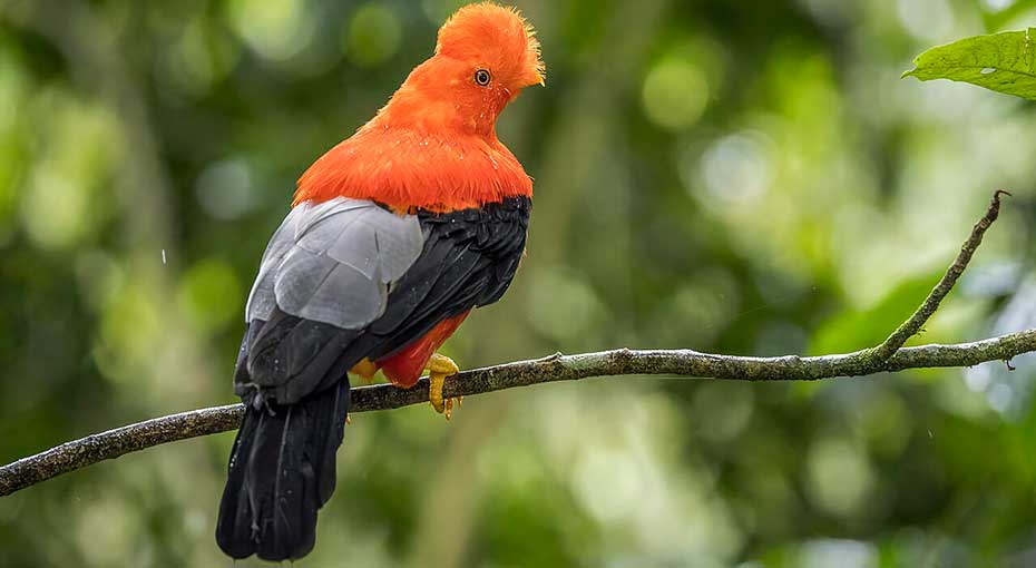 Day 1: DAY 1: CUSCO (3,300 M.A.L.) - CLOUD FOREST (1,700 M.A.L.) - AMAZON MANU LODGE (400   M.A.L.)