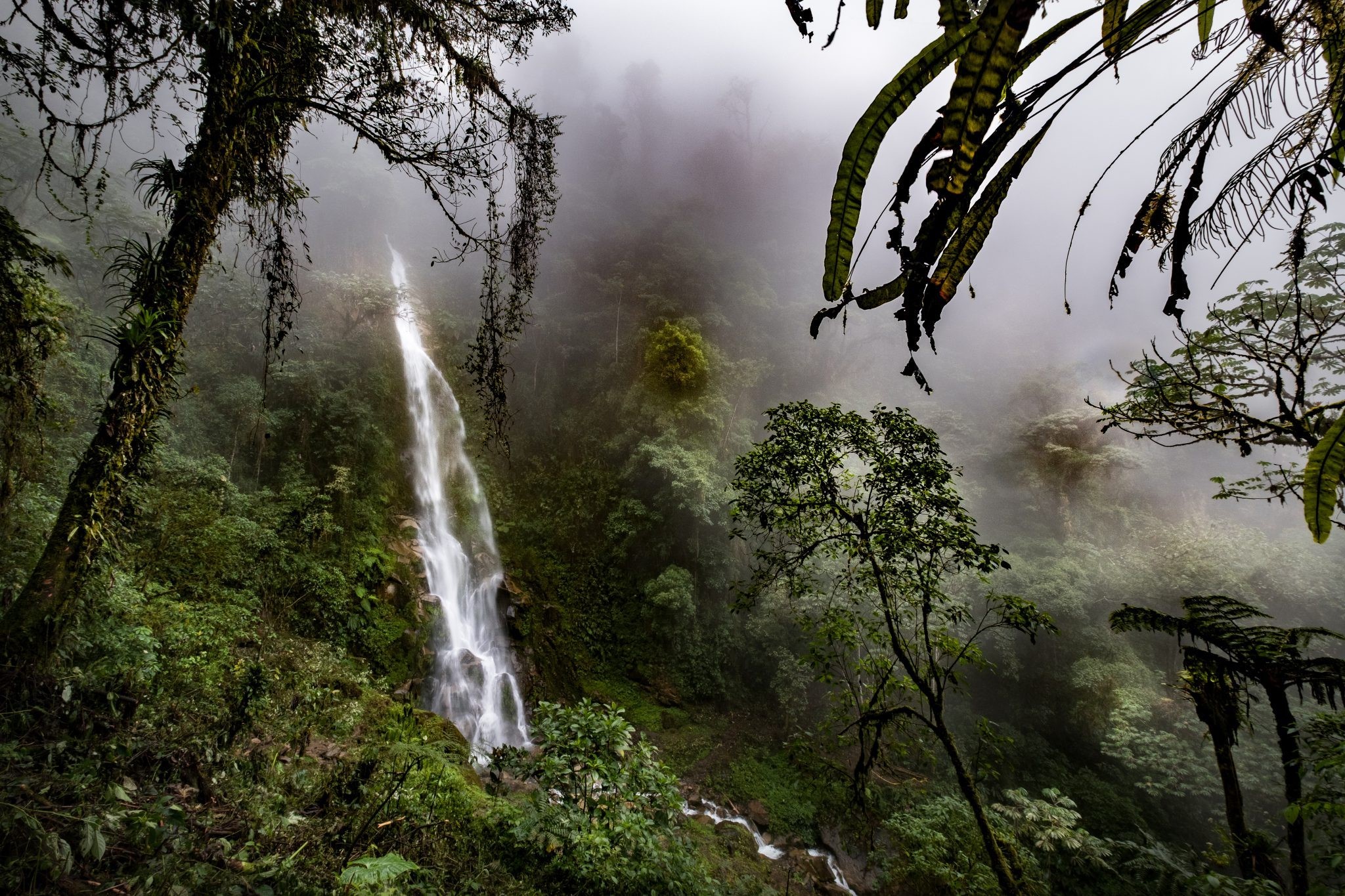 Map - Day 3: Descendiendo hacia el bosque nuboso